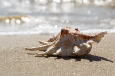 Kumsalın kumsalında güzel bir deniz kabuğu. Yumuşakça kabuğu.