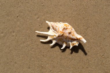Kumsalın kumsalında güzel bir deniz kabuğu. Yumuşakça kabuğu.