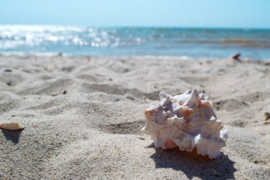 Kumsalın kumsalında güzel bir deniz kabuğu. Yumuşakça kabuğu.