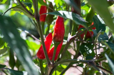 Bahçede kırmızı biber yetişiyor..