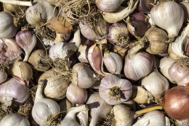 Bir sürü sarımsak. Sarımsak arkaplan.