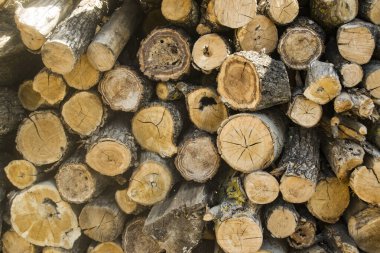 Ormanın arka planı kapanıyor..