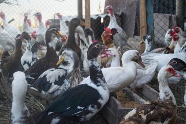 Köydeki kuş çiftliği..