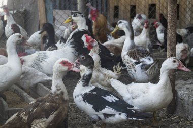 Köydeki kuş çiftliği..