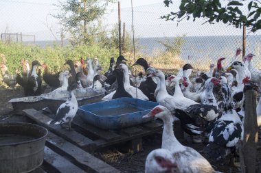 Köydeki kuş çiftliği..