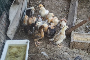 Köydeki kuş çiftliği..