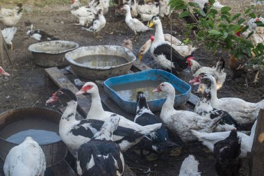 Köydeki kuş çiftliği..