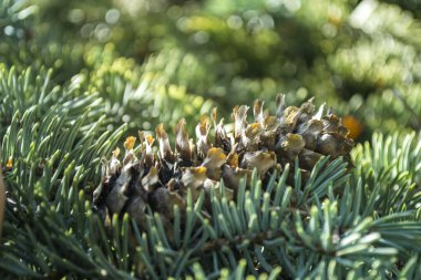 Ağaçtaki çam kozalağı, yaklaş..