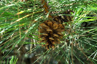 Ağaçtaki çam kozalağı, yaklaş..