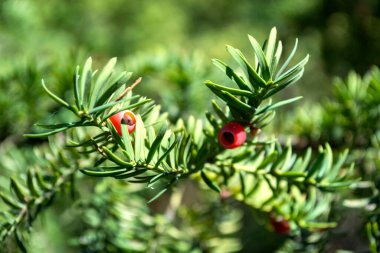 Evergreen ağacı yaklaş. Porsuk ağacı. Yeşil doğal desen. Taxus baccata.