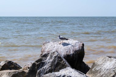Denizdeki büyük taşların üzerindeki martılar. Güzel deniz manzarası.
