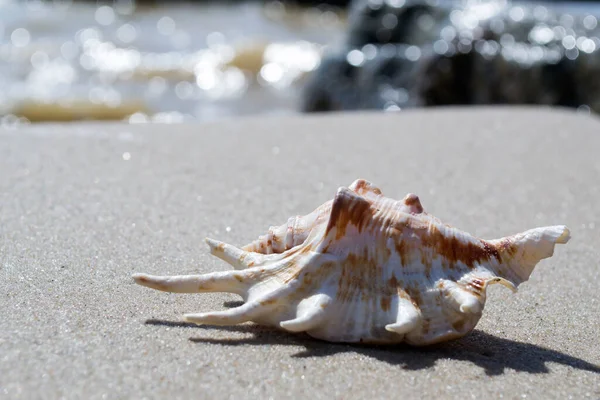 Belle Coquille Sur Sable Plage Coque Mollusque — Photo