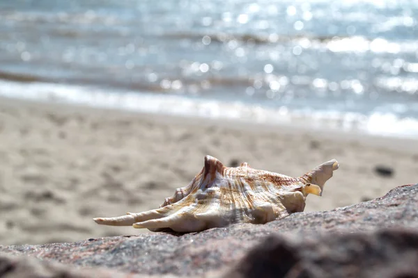 Beautiful Seashell Sand Beach Mollusk Shell — Stock Photo, Image