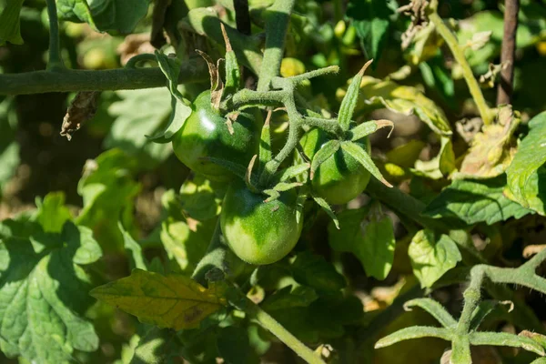 Die Grünen Tomaten Garten — Stockfoto