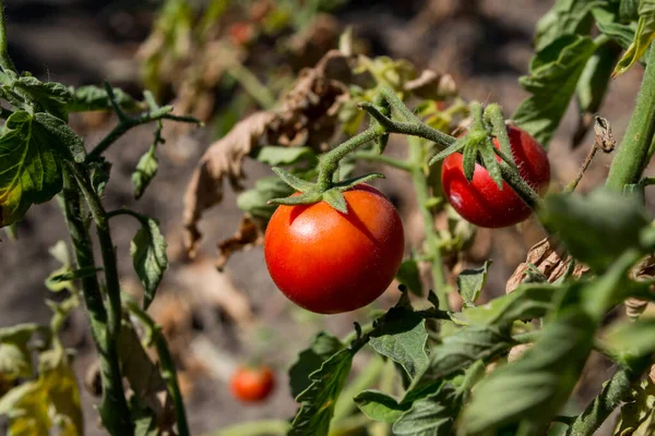 Die Rote Tomate Garten — Stockfoto