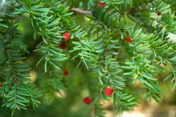 Evergreen Träd Närbild Yew Träd Grönt Naturligt Mönster Rödspätta — Stockfoto