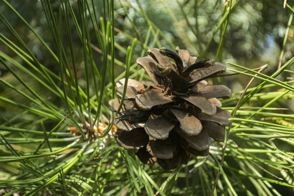 Cono Pino Árbol Cerca — Foto de Stock