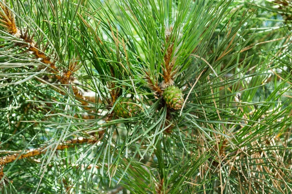 Pinecone Tree Close — Stock Photo, Image