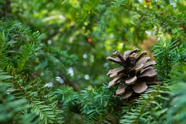 Pinecone Árvore Perto — Fotografia de Stock