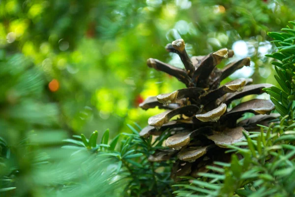 Pinecone Tree Close — Stock Photo, Image