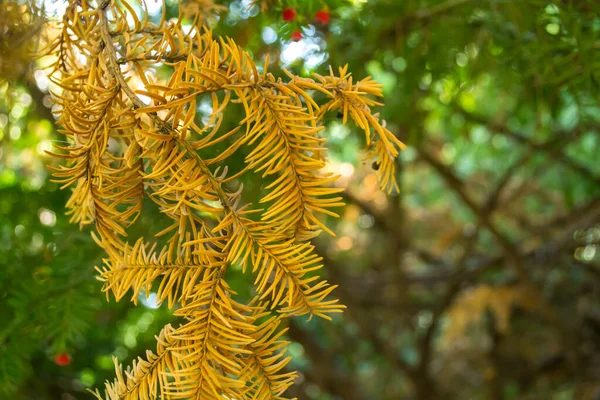 Ramo Secco Abete Macro Sparato — Foto Stock