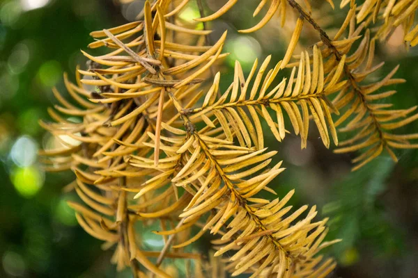 Dry Branch Fir Tree Macro Shot — Stock Photo, Image