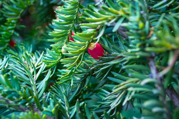 Albero Sempreverde Vicino Albero Tasso Motivo Naturale Verde Taxus Baccata — Foto Stock