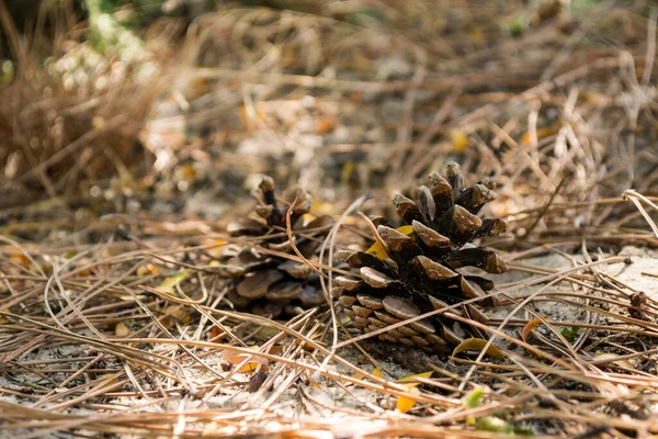 Cones Pinheiro Nas Agulhas Secas Perto Papel Parede Natal — Fotografia de Stock