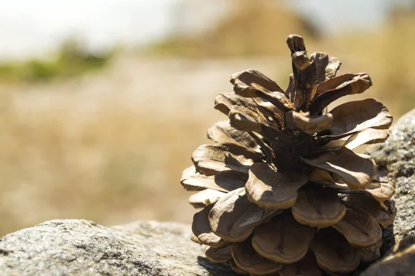 Pinecone Pedra Macro Shot — Fotografia de Stock