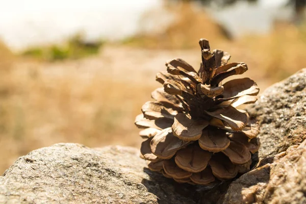 Pigna Sulla Pietra Macro Sparato — Foto Stock