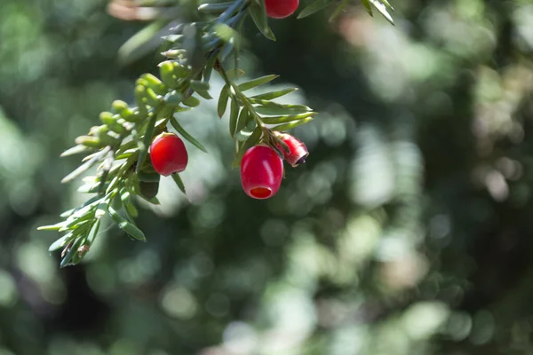 Arbre Feuilles Persistantes Près Yew Tree Modèle Naturel Vert Taxus — Photo