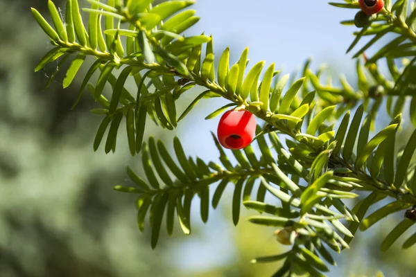 Arbre Feuilles Persistantes Près Yew Tree Modèle Naturel Vert Taxus — Photo