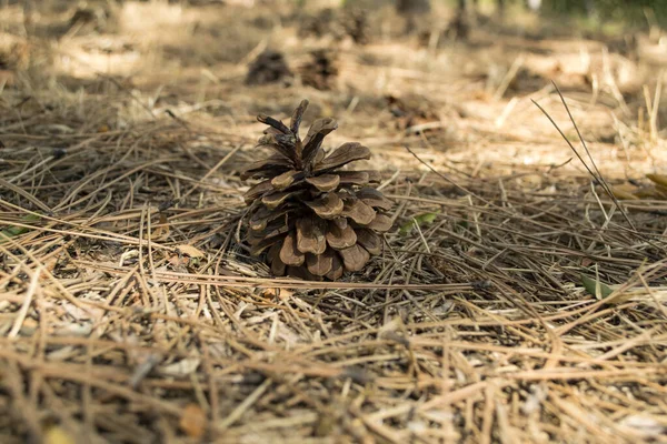 Cones Pinheiro Nas Agulhas Secas Perto Papel Parede Natal — Fotografia de Stock