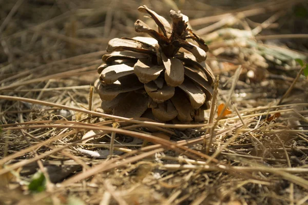 Cones Pinheiro Nas Agulhas Secas Perto Papel Parede Natal — Fotografia de Stock