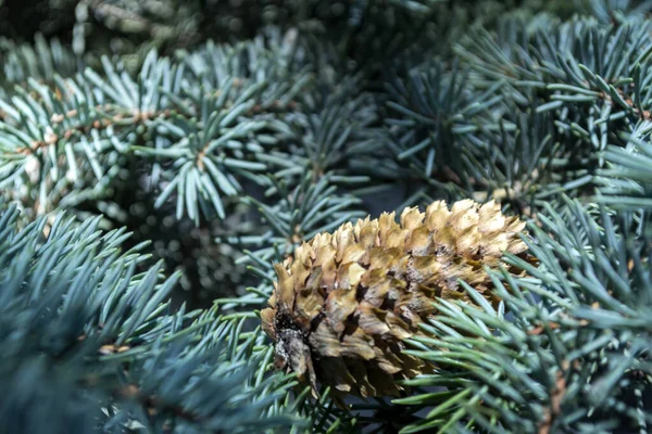 Pine Cones Dry Needles Close Christmas Wallpaper — Stock Photo, Image
