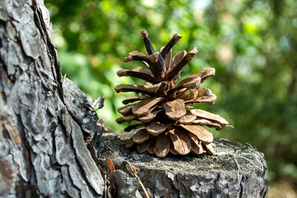 Cones Pinheiro Nas Agulhas Secas Perto Papel Parede Natal — Fotografia de Stock