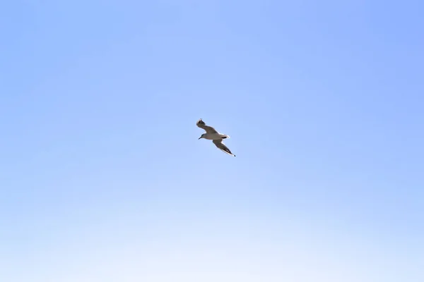 Die Möwe Fliegt Den Himmel — Stockfoto