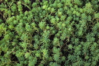 Yeşil sulu desenler. Doğal arkaplan.