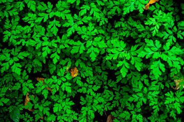 Yeşil doğal desen. Orman eğreltiotu arka planı.