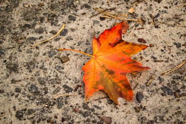 Çimlerin üzerinde bir akçaağaç yaprağı. Sonbahar yaprağı.