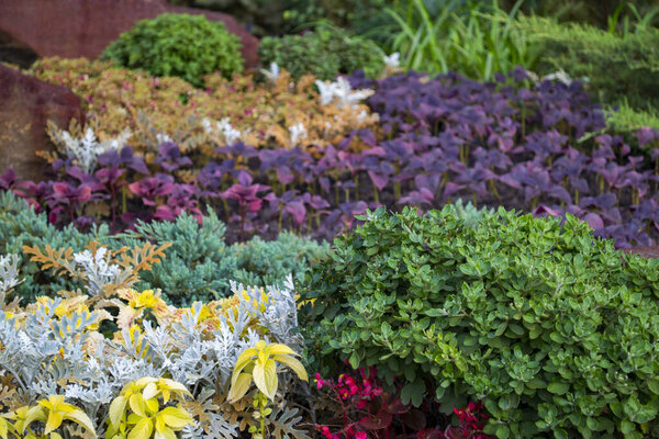 Красивые растения в саду. Ландшафтный дизайн.