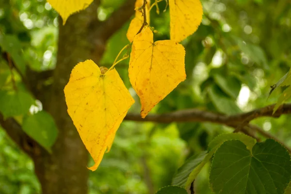 Foglie Ingiallite Albero Sfondo Autunno — Foto Stock