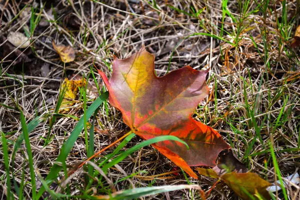 Una Hoja Arce Hierba Hoja Otoño — Foto de Stock