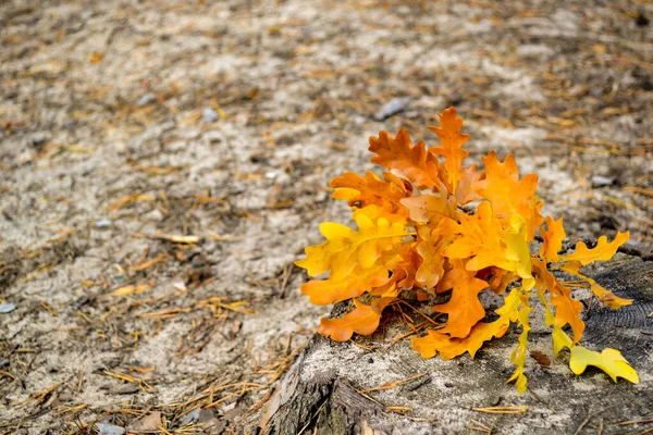 Gele Bladeren Van Een Eik Gevallen Bladeren Grond — Stockfoto