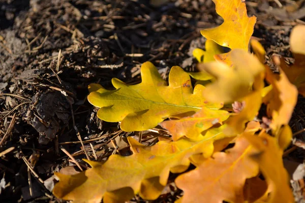 Gele Bladeren Van Een Eik Gevallen Bladeren Grond — Stockfoto