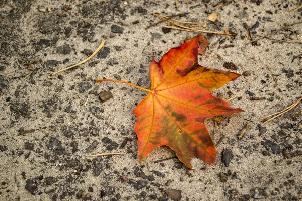 Een Esdoornblad Het Gras Herfstblad — Stockfoto