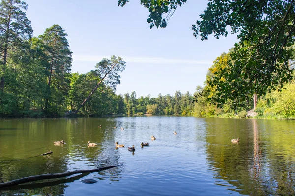Klidné Místo Parku Jezero Lesní Krajině — Stock fotografie