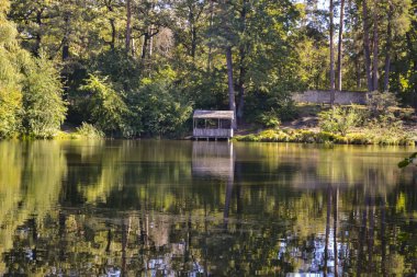 Sonbaharda orman manzarası. Ormandaki huzurlu yer..