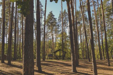 Kozalaklı ormandaki ağaçlar..