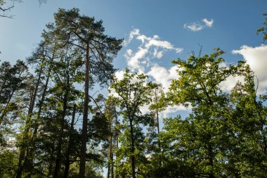 Ağaçlar ve mavi gökyüzü.